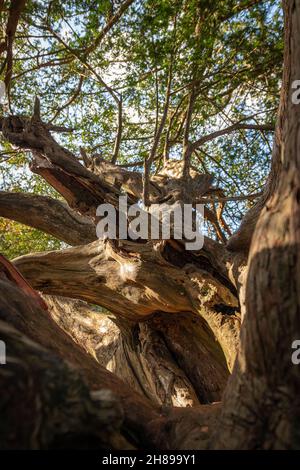 Vue sur la canopée d'un ancien Yew Tree à Kingley Vale, West Sussex. Banque D'Images