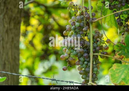 Gros plan de raisins mûrissant verts suspendus sur une branche dans le jardin.Raisins verts sur une vigne, fond Banque D'Images