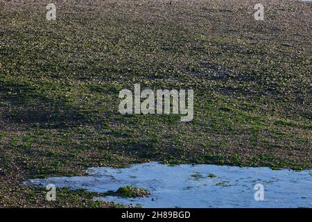 Algues visibles dans la réserve naturelle du port de Pagham à marée basse. Banque D'Images