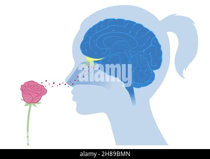 Cerveau odeur fleur Banque D'Images