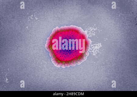 Coronavirus Banque D'Images