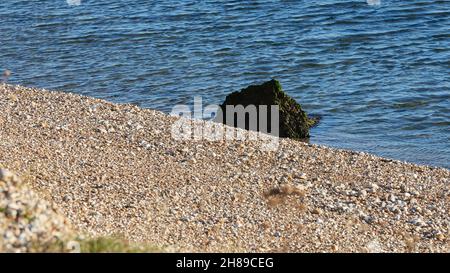 Roche sur le bord de la plage de galets et de l'eau vu dans la réserve naturelle du port de Pagham. Banque D'Images