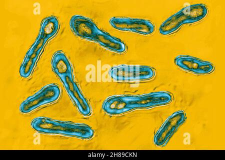 Clostridium botulinum Banque D'Images