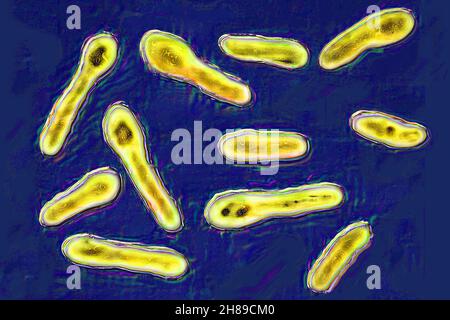 Clostridium botulinum Banque D'Images