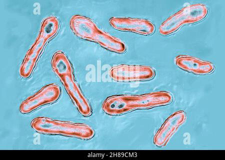 Clostridium botulinum Banque D'Images