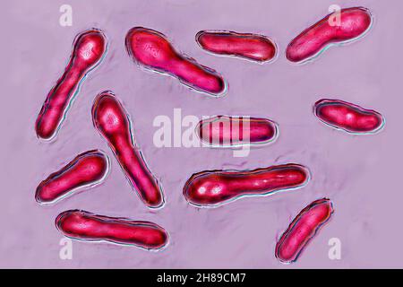 Clostridium botulinum Banque D'Images