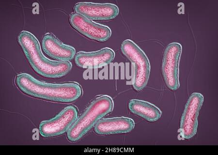 Bacilles vibrio choléra Banque D'Images