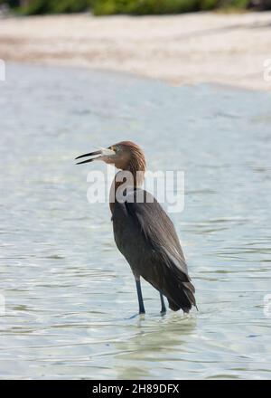 Un Egret rougeâtre sur le rivage à la recherche de poissons. Banque D'Images