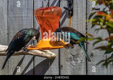 Paire de TUI sur le Garden Feeder Banque D'Images