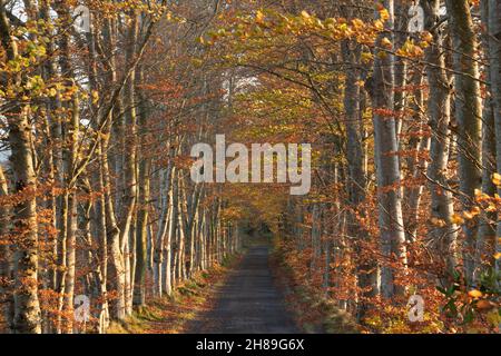 Une avenue d'arbres de Beech (Fagus sylvatica) près des Torphines dans Aberdeenshire, avec des feuillages d'automne colorés illuminés par le soleil de fin d'après-midi Banque D'Images