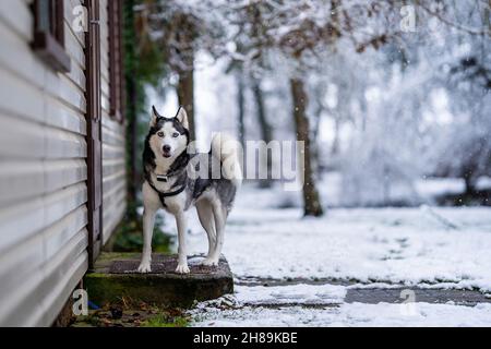 Un chien Husky se trouve près de la maison et me regarde Banque D'Images