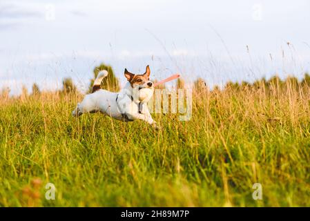 Active Happy Dog fetches jeu courir à travers le champ d'herbe.Jack Russell Terrier jouant avec le jouet. Banque D'Images