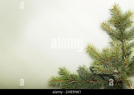 Concept de Noël, branches de pin vert sur un fond vert clair.Espace vide pour le texte. Banque D'Images
