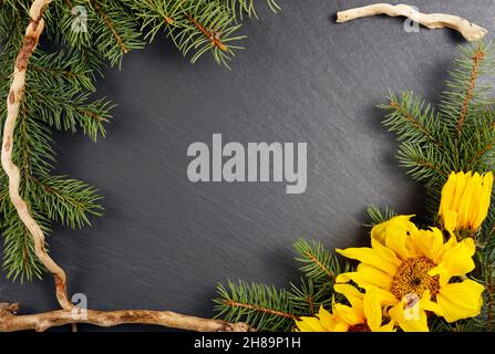 Concept de Noël sur un fond bleu de branche de pin avec roses rouges, le haut de la cime, gros plan. Banque D'Images