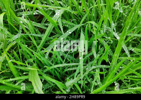 Gros plan sur l'herbe humide après la pluie. Banque D'Images