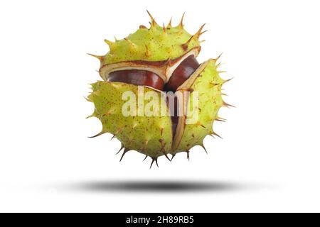 Conker se fendant avec boîtier à pointes vertes isolé sur blanc avec ombre.Concept de protection naturelle et de sécurité Banque D'Images