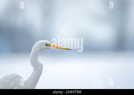 Gros plan d'une grande aigrette blanche Banque D'Images