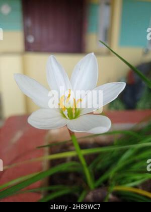 Gros plan d'une fleur de zéphyrlis d'automne (Zephyranthes candida) aux pétales blancs dans la cour Banque D'Images