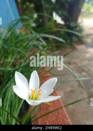 Gros plan d'une fleur de zéphyrlis d'automne (Zephyranthes candida) aux pétales blancs dans la cour Banque D'Images