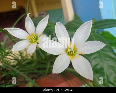 Gros plan d'une fleur de zéphyrlis d'automne (Zephyranthes candida) aux pétales blancs dans la cour Banque D'Images