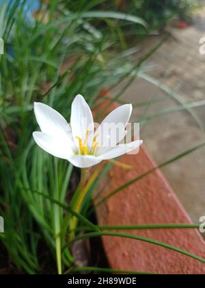 Gros plan d'une fleur de zéphyrlis d'automne (Zephyranthes candida) aux pétales blancs dans la cour Banque D'Images