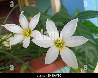 Gros plan d'une fleur de zéphyrlis d'automne (Zephyranthes candida) aux pétales blancs dans la cour Banque D'Images