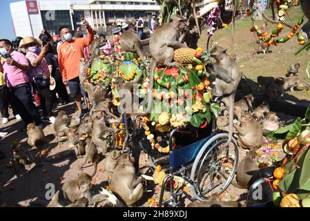 Lop Buri, Thaïlande.28 novembre 2021.Thaïlande - Un grand groupe de singes mangent une variété de fruits le 33ème Monkey Feeding Festival se tient chaque année. Au Phra Prang Sam Yot et Phra Kan Shrine dans la ville de Lophuri, le dimanche 28 novembre 2021.(Photo de Teera Noisakran/Pacific Press/Sipa USA) crédit: SIPA USA/Alay Live News Banque D'Images