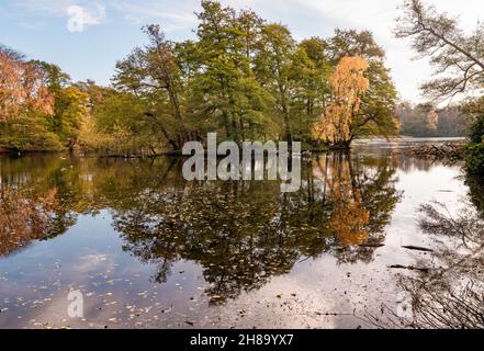 Réflexion d'arbres sur une île sur le lac de Wollaton Park en automne. Banque D'Images