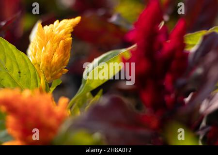 Focus sélectif sur la fleur de Celosia Plumosa jaune plumée également connue sous le nom de laine chinoise, Amaranthus, Laine d'Amarnath, Phool de Murga indien sur coloré Banque D'Images