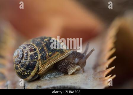 Gros plan d'un gros escargot, avec une coquille d'escargot, rampant sur un reste sec d'un palmier avec des épines Banque D'Images