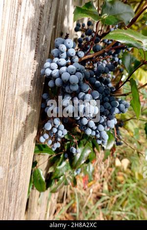 Mahonie (Mahonia auquifolium, Syn.Berberis aquifolium, Berberis nutkana, Odostemon aquifolium ) - Strauch mit reifen Früchten Banque D'Images