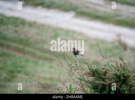 Jeune blackbird (turdus merula) assis au-dessus d'un buisson d'aubépine, Salisbury Plain Wiltshire Royaume-Uni Banque D'Images