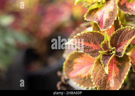 Feuilles colorées du genre Coleus de la famille des Lamiaceae avec motifs et nuances texturées de pourpre, rouge, orange, rose, vert et jaune Banque D'Images