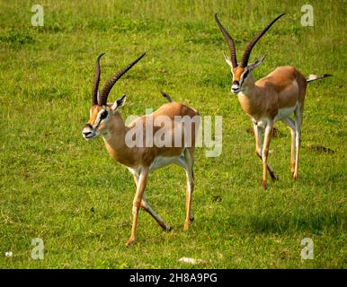 Gros plan de deux subventions Gazelle, nom scientifique : Gazella granti, robertsi ou Swala granti à Swaheli, dans le parc national de Ngorogororo, Tanzanie Banque D'Images