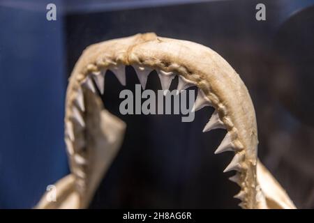Spécimen de mâchoire de requin rempli de rangées de dents acérées Banque D'Images