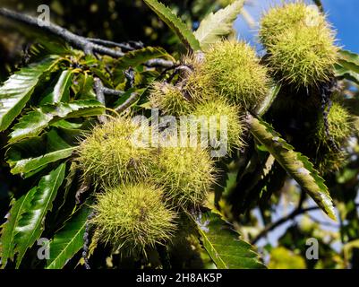 Huttes de châtaigne (Castanea sativa) sur grand arbre photographié en automne, parc Petworth, Petworth, West Sussex, Angleterre,ROYAUME-UNI Banque D'Images