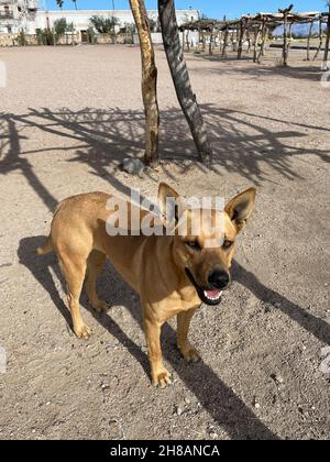 Sympathique chien errant au bord d'une rue. Banque D'Images