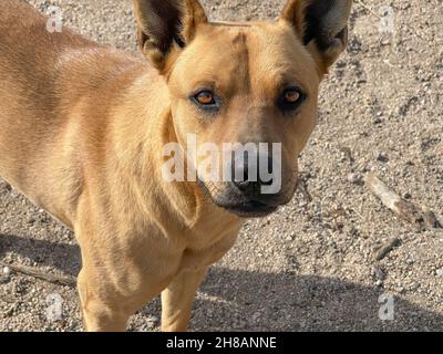 Gros plan d'un chien amical de race mixte, en regardant l'appareil photo Banque D'Images