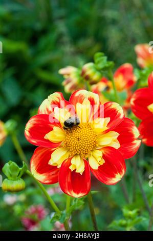 Gros plan de Dahlia Pooh un jaune Collerette fleuri dahlia avec abeille sur lui sur fond de feuilles vertes un gel tendre décidue vivace Banque D'Images