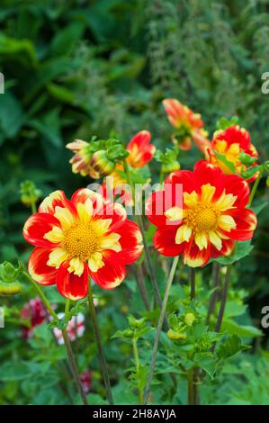 Gros plan de Dahlia Pooh une collerette jaune à fleurs dahlia sur fond de feuilles vertes un gel tendre décidue vivace Banque D'Images