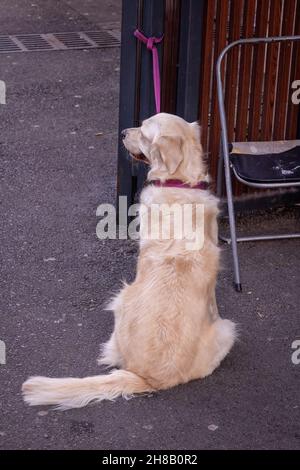 Golden Retriever chien attaché à un pilier à l'extérieur en attendant que le propriétaire retourne Banque D'Images