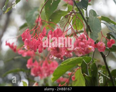 Fleurs, rose Angel Wing Begonia floraison et couvert de gouttes d'eau douce forme la pluie, vert feuillu brouillé jardin côtier australien arrière-plan Banque D'Images