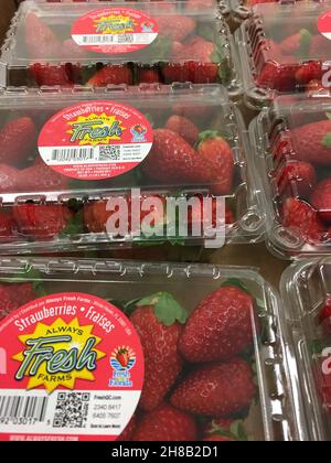 Columbia County, GA USA - 08 15 21: Cartons de fraises Banque D'Images