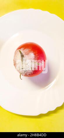 Une tomate rouge moldy se trouve sur une plaque ronde blanche sur fond jaune.Vue de dessus.Personne.Photo verticale avec espace de copie. Banque D'Images