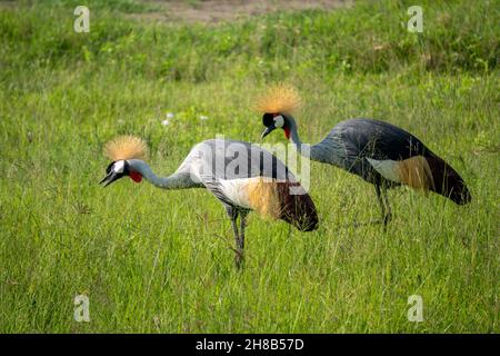 Deux grues noires à couronne dans la zone de conservation de Ngorongoro en Tanzanie Banque D'Images