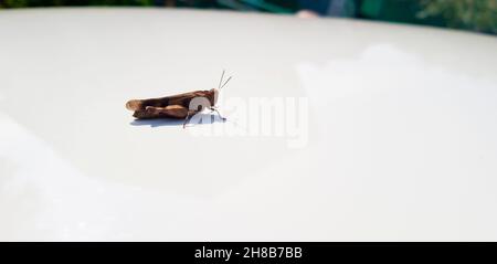 Une sauterelle brune est assise sur un capot blanc d'une voiture lors d'une journée ensoleillée.Photo horizontale.Vue latérale.Photo de haute qualité Banque D'Images