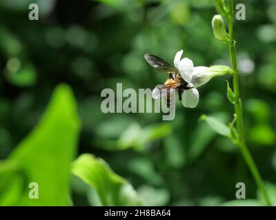 L'abeille géante cherche le nectar sur le violet chinois blanc ou le coromandel ou le renchgant rampant ( Asystasia gangetica ) fleuris dans le champ avec le vert naturel Banque D'Images