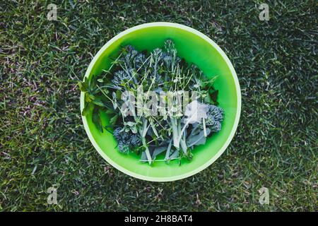 bol avec des légumes fraîchement cueillis, dont des herbes et du broccolini sur la pelouse verte, concept de simples ingrédients naturels sains Banque D'Images