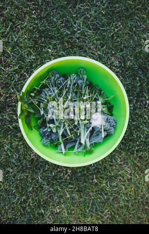 bol avec des légumes fraîchement cueillis, dont des herbes et du broccolini sur la pelouse verte, concept de simples ingrédients naturels sains Banque D'Images