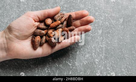 Fèves de cacao à la main sur fond de béton gris.Graines de cacao biologique pour boisson chaude au chocolat.Pose à plat, espace de copie pour la nourriture et les boissons Banque D'Images